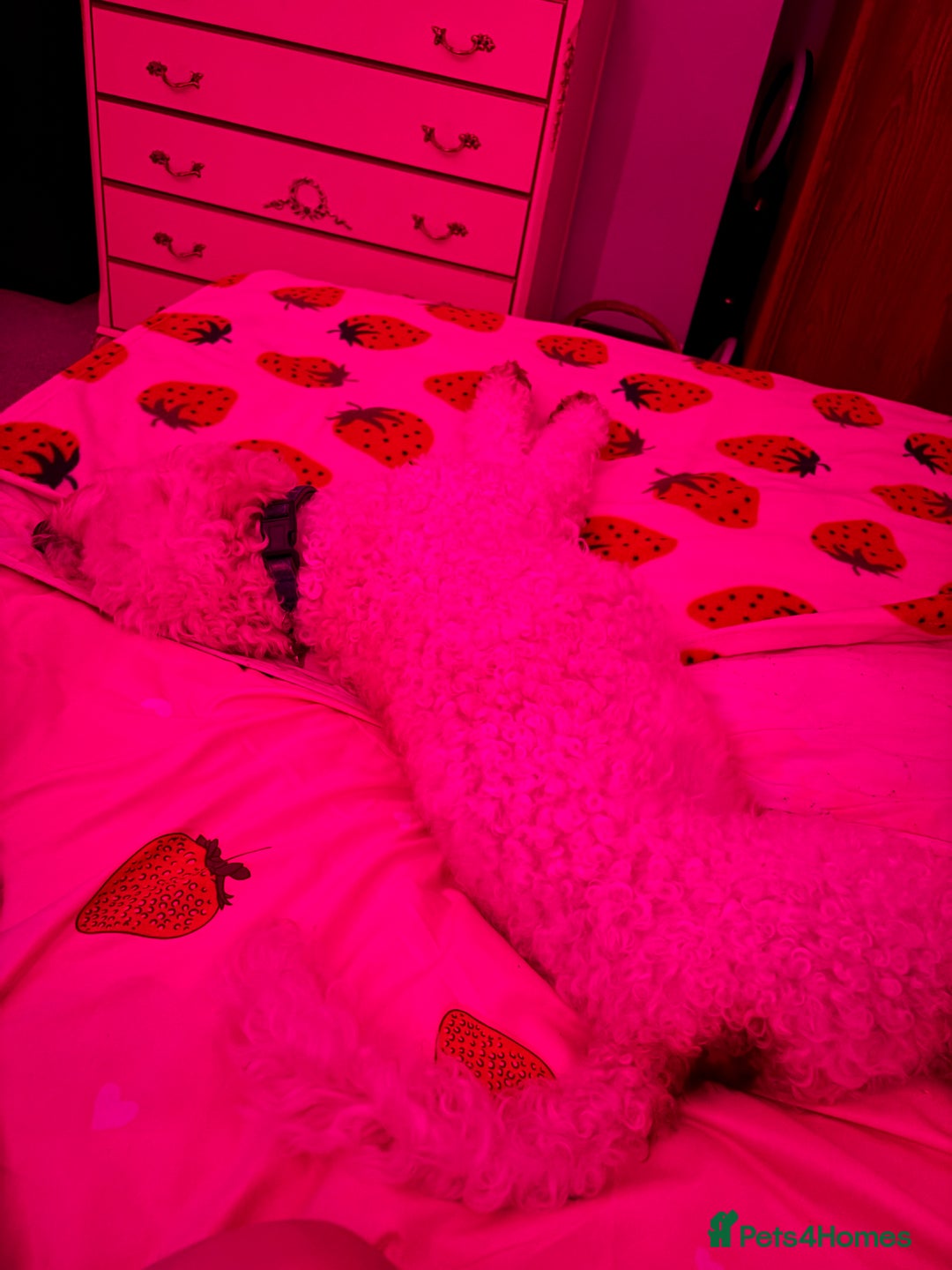 Cockapoo dogs for sale: 8 year old Cockapoo needs home - Advert 6