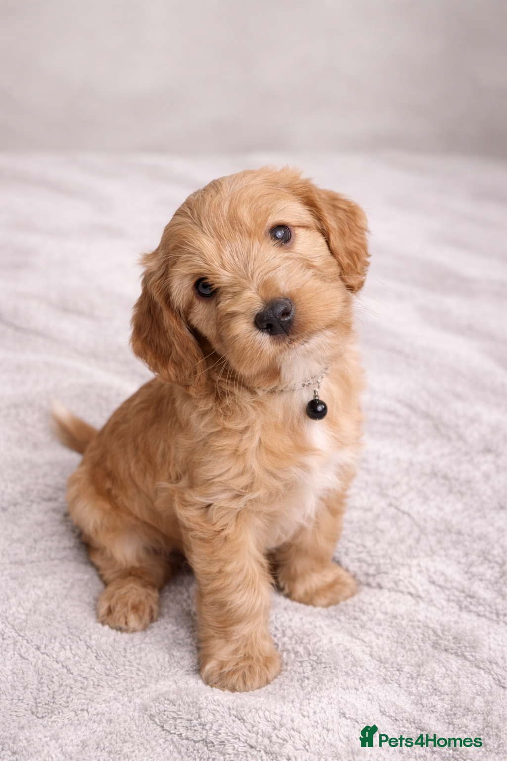 Mixed Breed dogs 🐾 Cocker Spaniel × Jack Russell Family Puppies - Advert 2