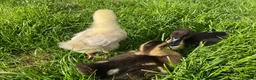 Chickens poultry for sale: Indian runner ducks and chicks available soon! - Advert 6