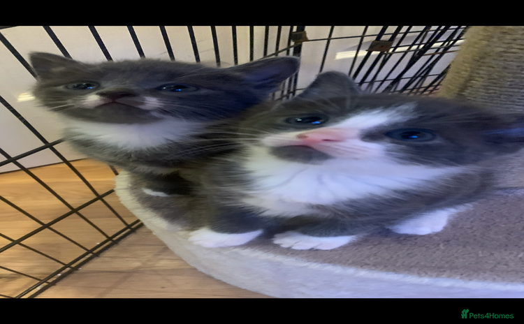 Mixed Breed cats - Advert 10