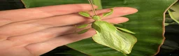 Stick Insects invertebrates for sale: Phyllium letiranti nymphs (leaf / stick insects) - Advert 10