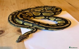 Python Snake reptiles for sale: Royal Python (Fire Yellow Belly) – Female - Image 8