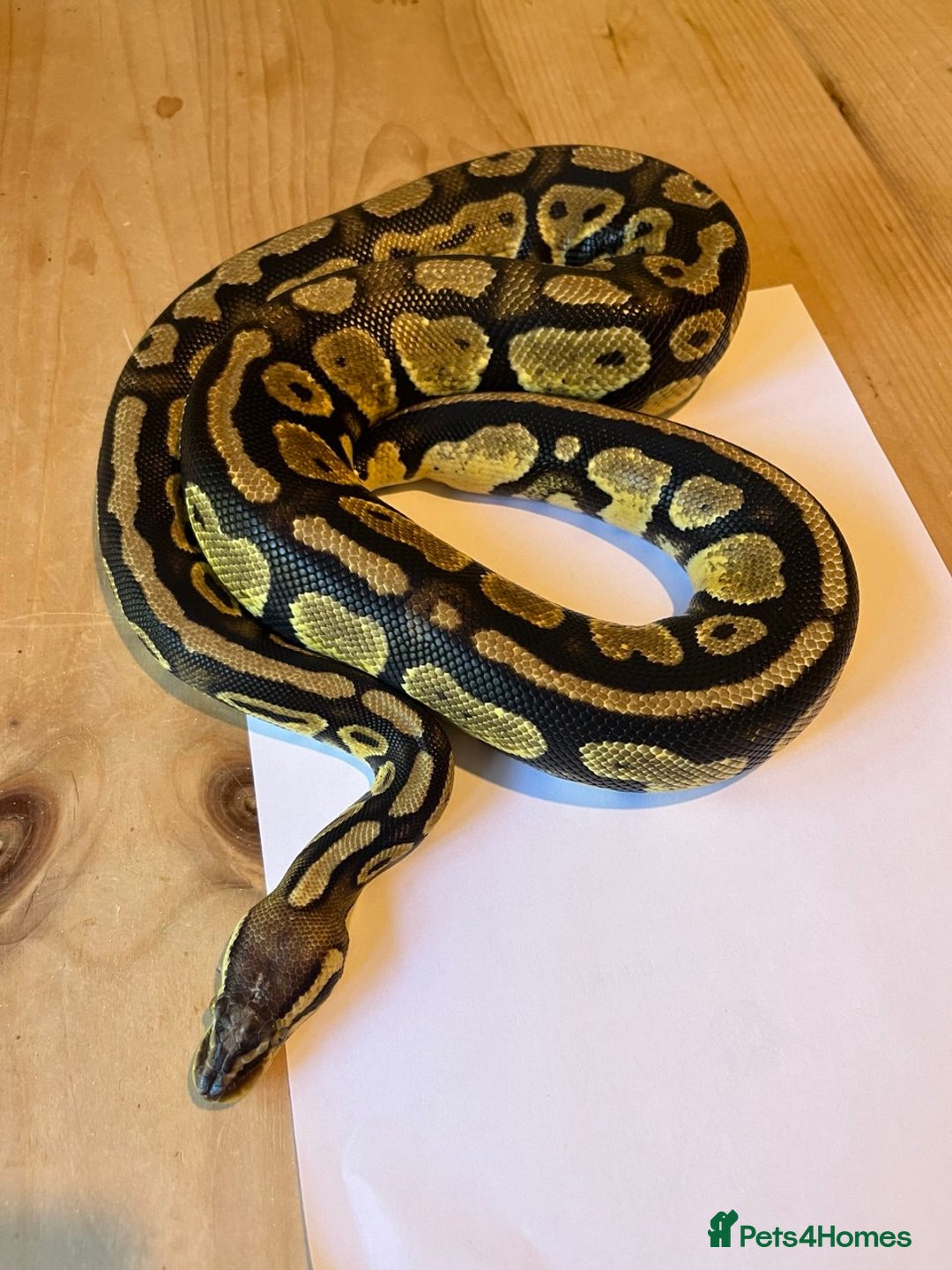 Python Snake reptiles for sale: Royal Python (Fire Yellow Belly) – Female - Image 8