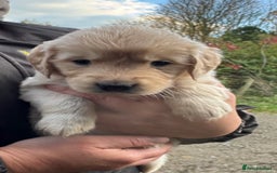 Golden Retriever dogs for sale: Beautiful Chunky Goldie’s  - Image 1