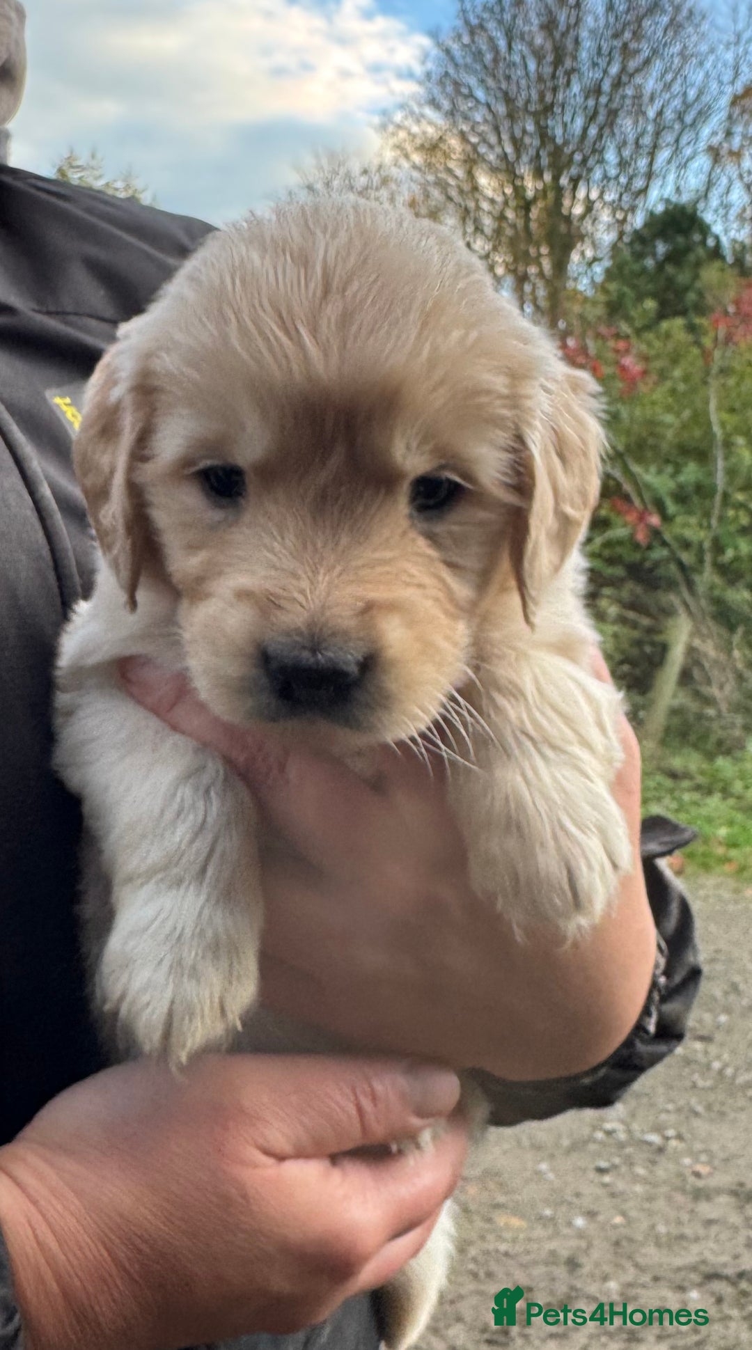Golden Retriever dogs for sale: Beautiful Chunky Goldie’s  - Image 1