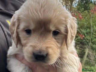 Golden Retriever dogs - Advert 17