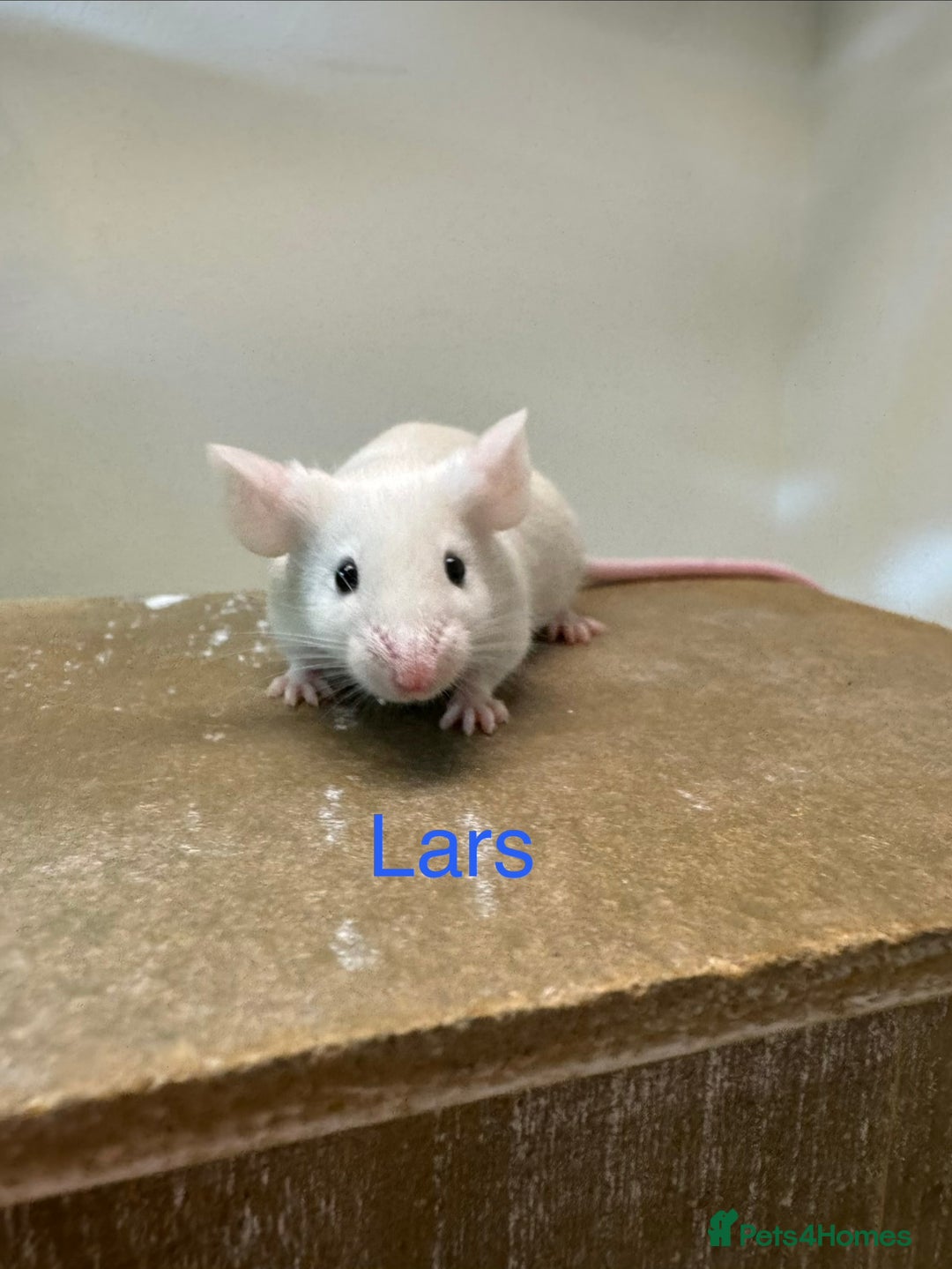 Mouse rodents for sale: Fancy Mice - Advert 1