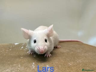 Mouse rodents Fancy Mice - Advert 9