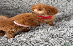 Miniature Poodle dogs for sale: Kc health tested red miniature poodle pups in Llandeilo - Image 3