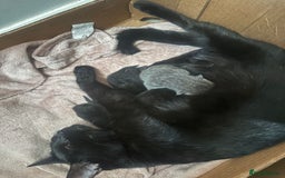 Mixed Breed cats for sale: BLACK KITTEN FOR SALE mix breed(half russian blue) - Image 5