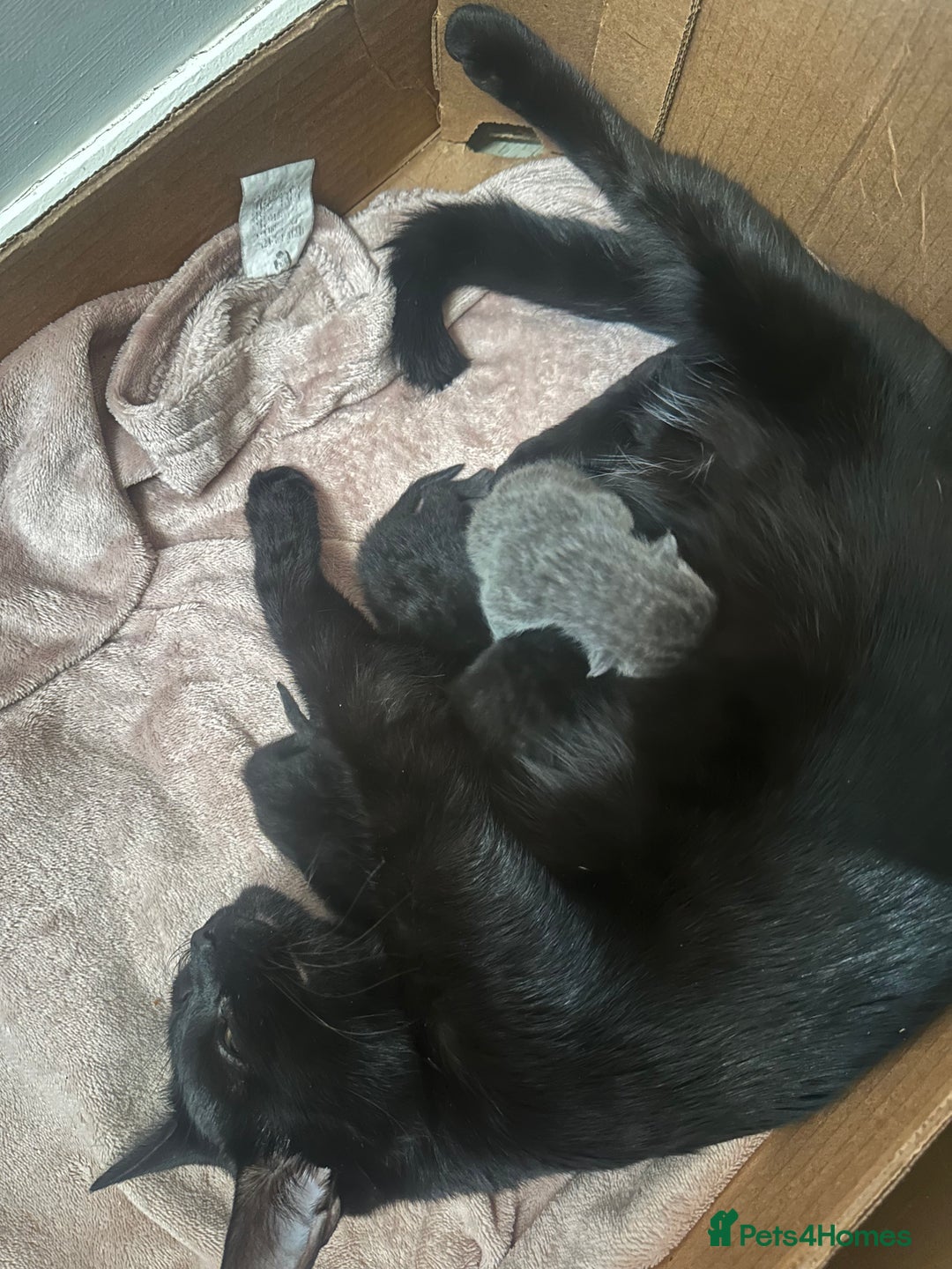 Mixed Breed cats for sale: BLACK KITTEN FOR SALE mix breed(half russian blue) - Image 5