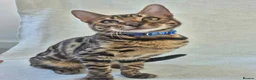 Bengal cats for sale: ONE LEFT! TICA REG glitter cuddly boy, 5 months! in Port Glasgow - Advert 3