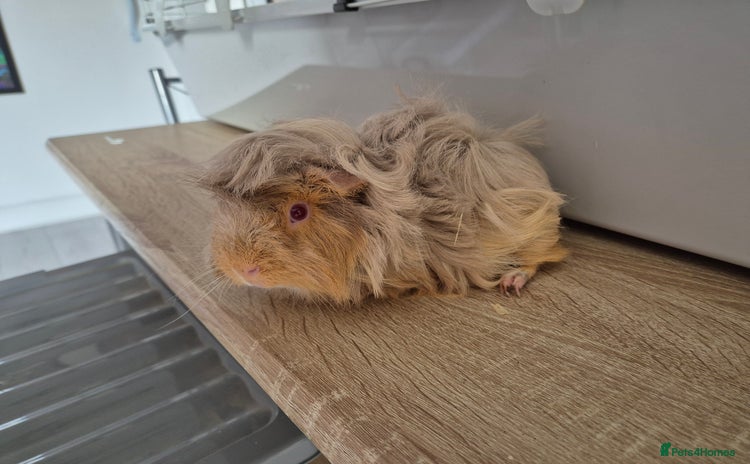 Guinea Pig rodents - Advert 7