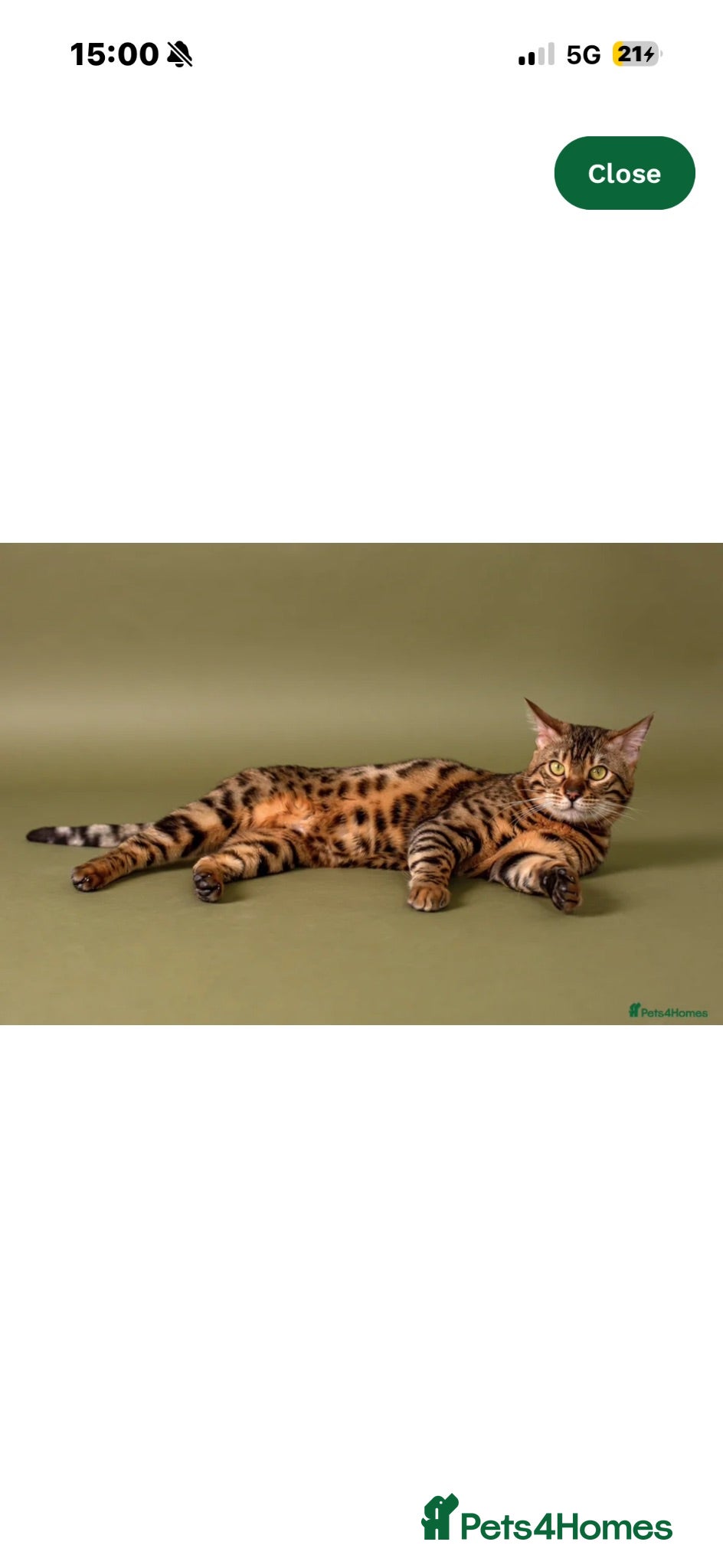 Bengal cats STUNNING Tica Registered Pedigree Bengal kittens - Advert 2