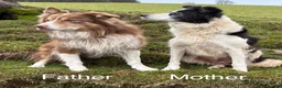 Border Collie dogs for sale: Beautiful Welsh Border Collie Puppies in Brecon - Advert 8