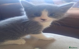 Mixed Breed cats for sale: 2 BEAUTIFUL BOY KITTENS AVAILABLE  - Image 10