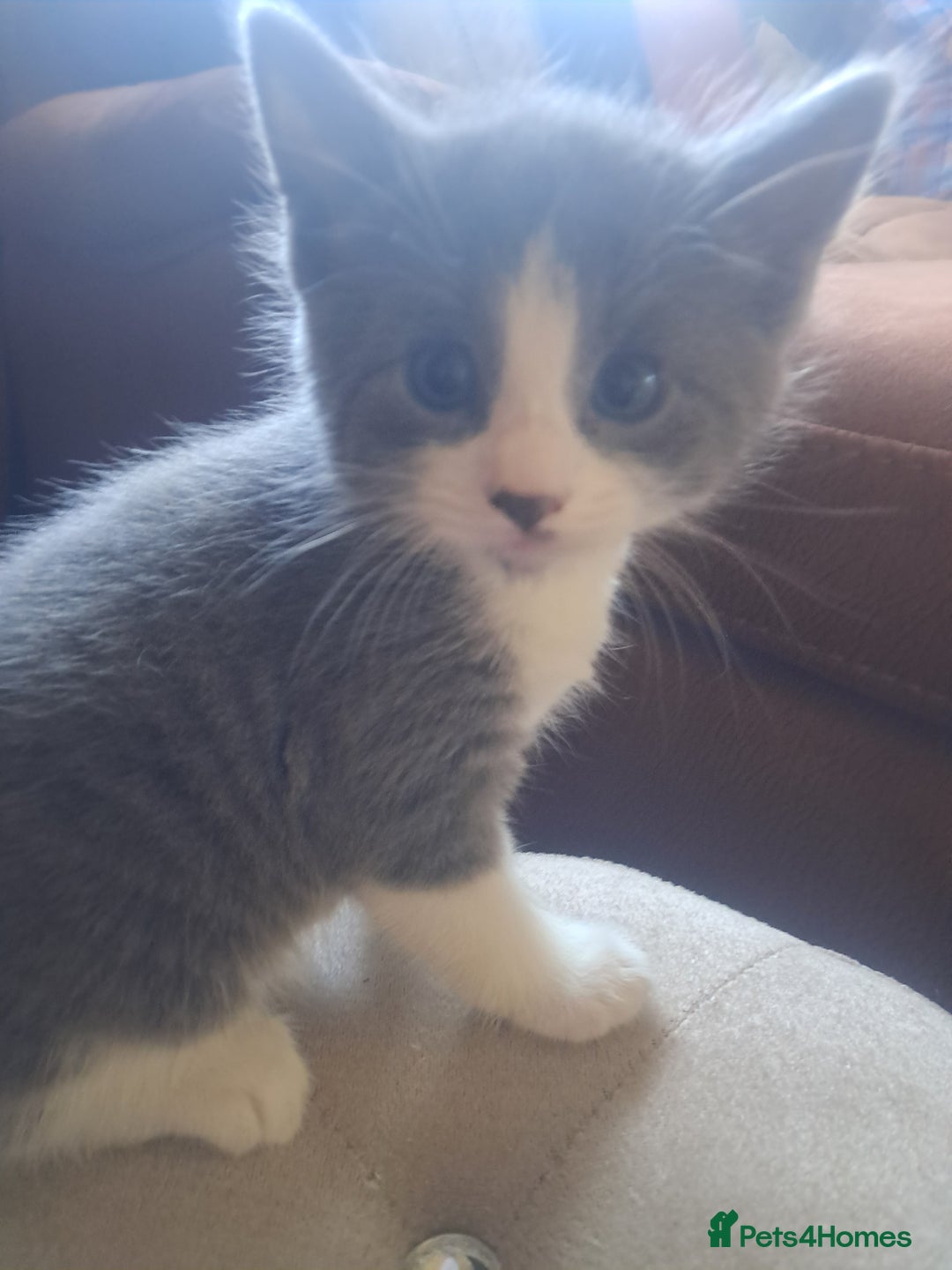 Mixed Breed cats for sale: 2 BEAUTIFUL BOY KITTENS AVAILABLE  - Image 10