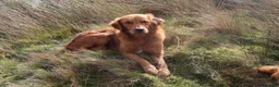 Golden Retriever dogs for stud: Beautiful USA imported Golden retriever for stud - Advert 3