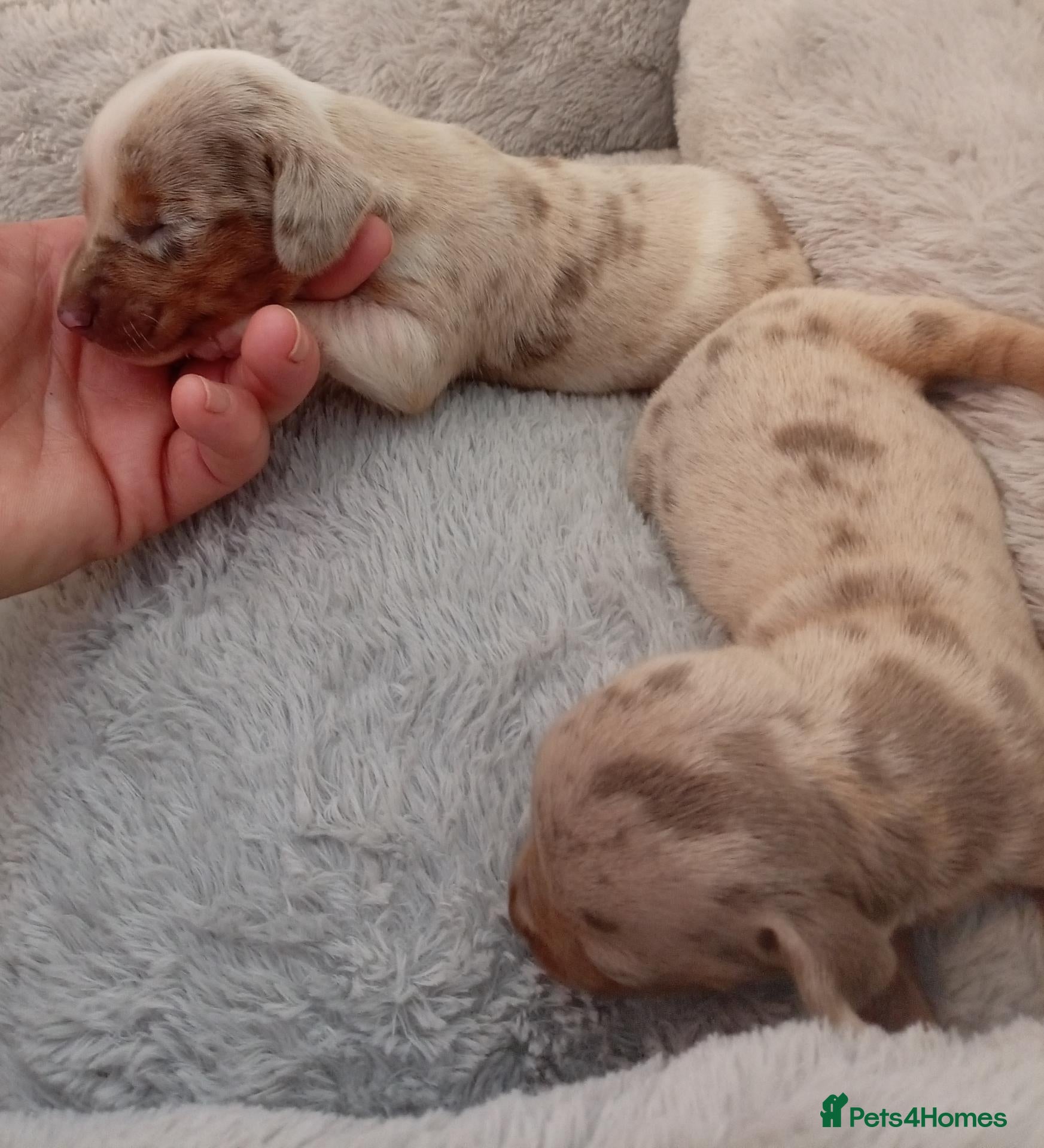 Miniature Dachshund dogs for sale: Miniature dashund puppies - Advert 21