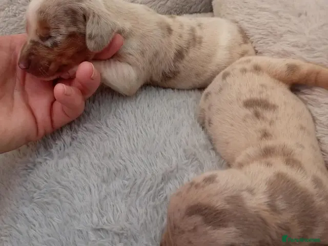Miniature Dachshund dogs for sale: Miniature dashund puppies - Advert 21