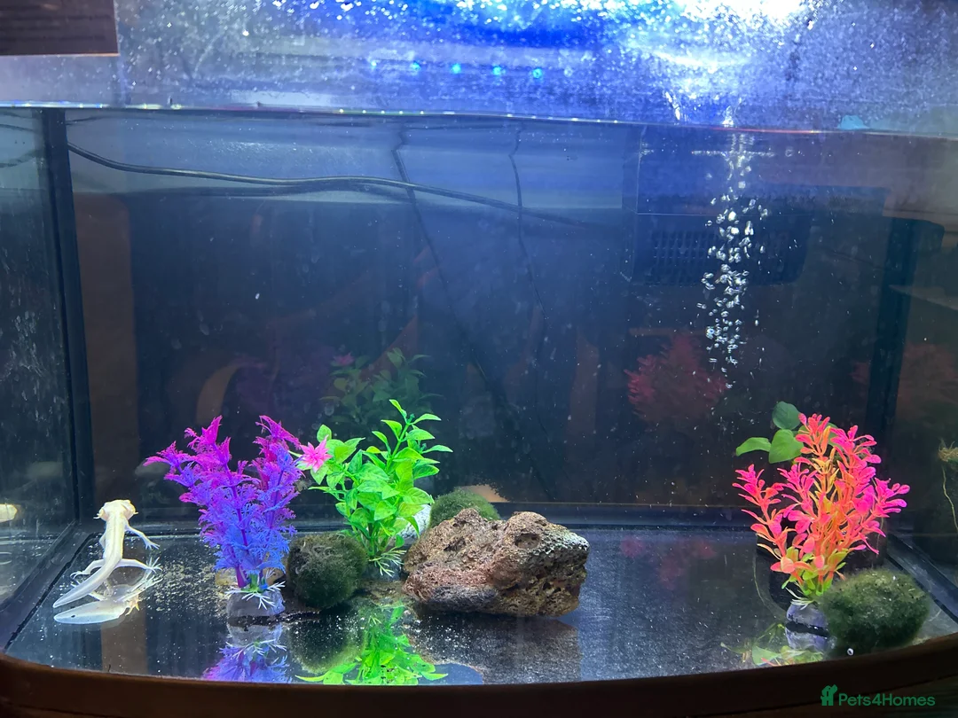 Axolotl reptiles for sale: Axolotl + setup(pellets included) - Advert 2