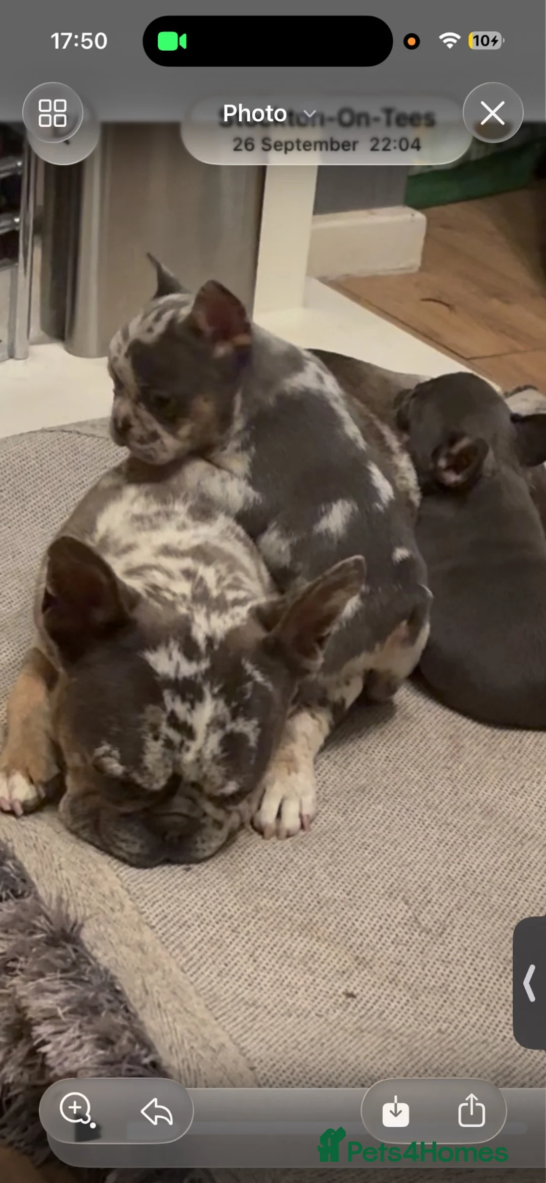 French Bulldog dogs for sale: 2 beautiful female French bull puppies  in Stockton-on-Tees - Advert 2