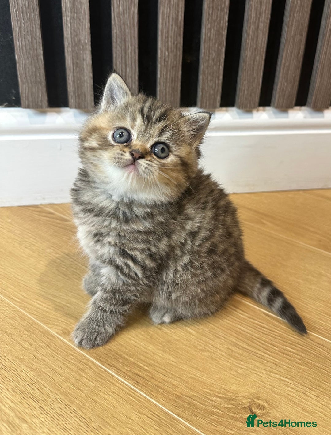 British Shorthair cats for sale: Gorgeous Brown Tabby BSH Kittens - Advert 9