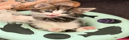 Mixed Breed cats for sale: 5 beautiful kittens  - Advert 23