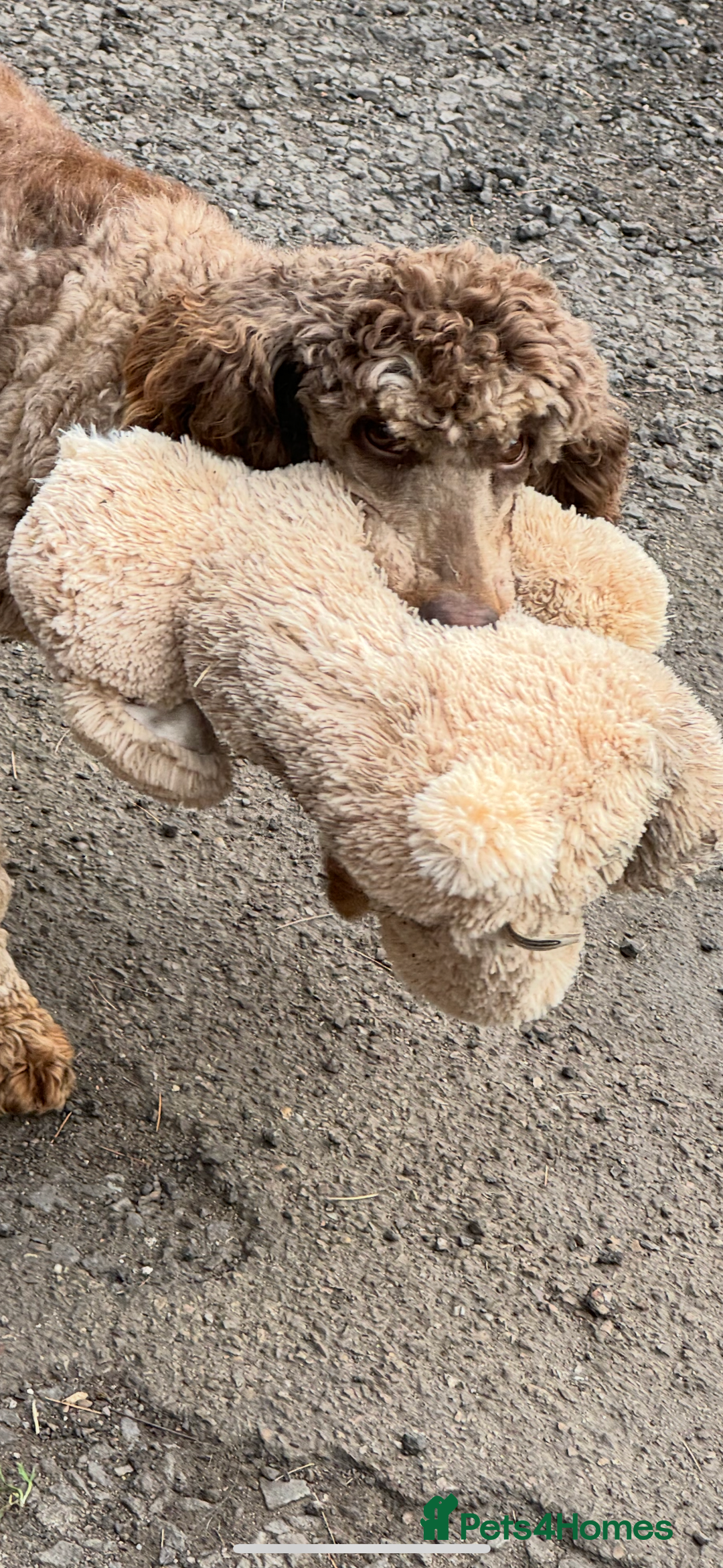 Bernedoodle dogs for sale: Health tested F1 tri bernedoodles last pup - Image 12
