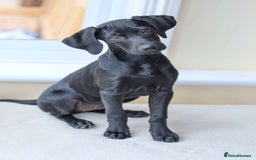 Mixed Breed dogs for adoption: Ms Bean - Image 9