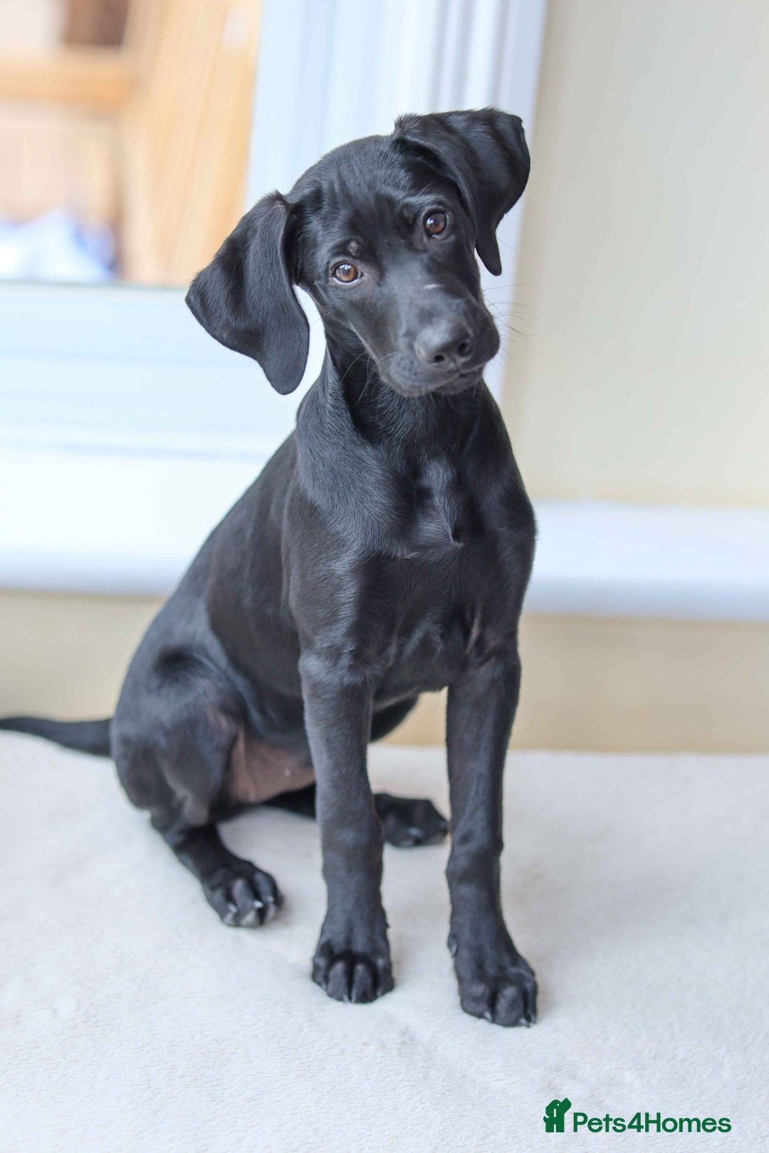 Mixed Breed dogs for adoption: Ms Bean - Image 9