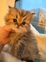 Persian cats Golden Persian chinchilla kittens - Advert 1