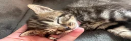 Siberian cats for sale: X4 fluffy Siberian x tabby kittens  in Romford - Advert 4