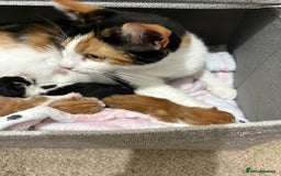 Mixed Breed cats for sale: Litter Of 3 Gorgeous Kittens For Sale please read  - Image 9