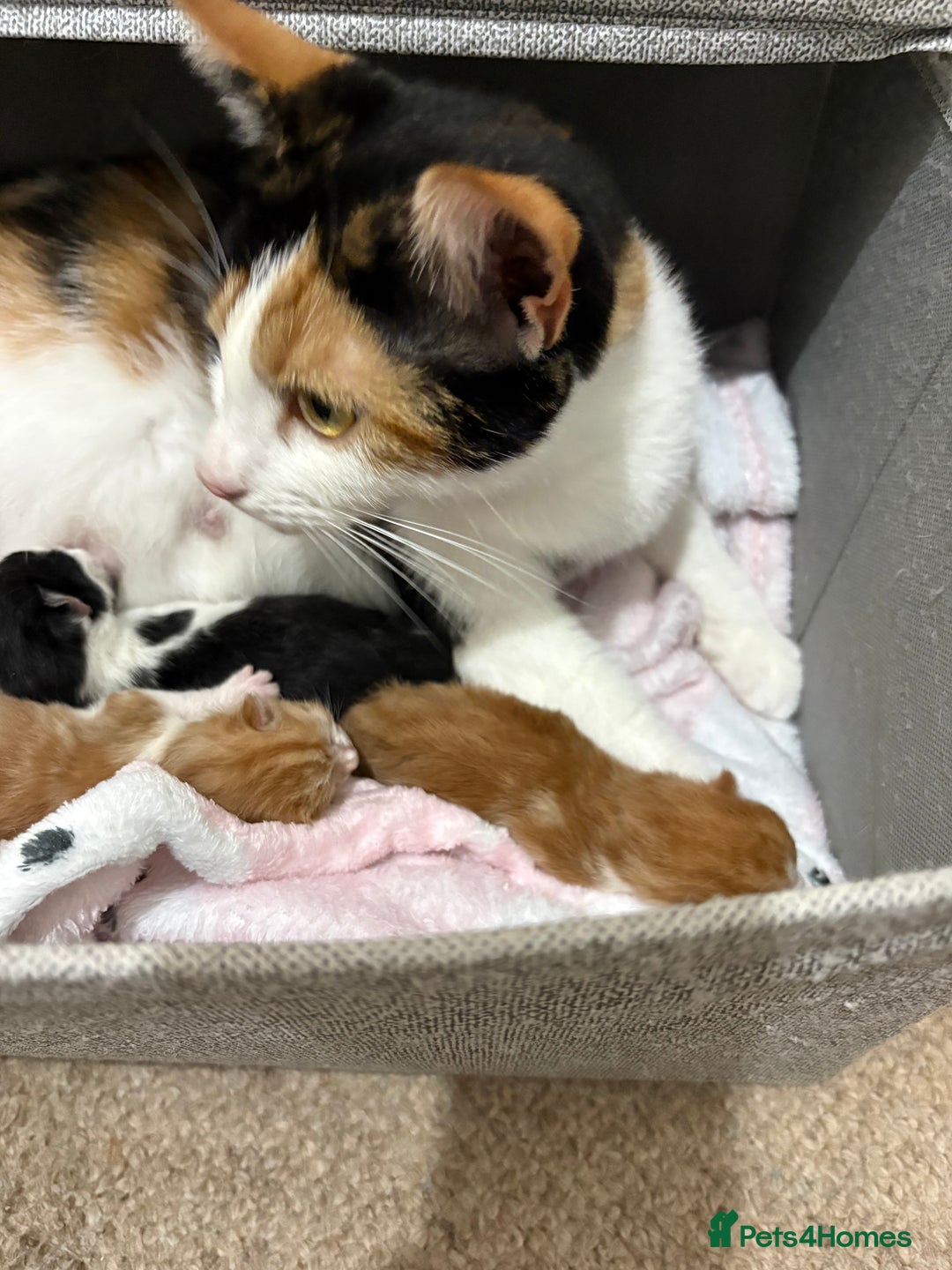 Mixed Breed cats for sale: Litter Of 3 Gorgeous Kittens For Sale please read  - Image 9