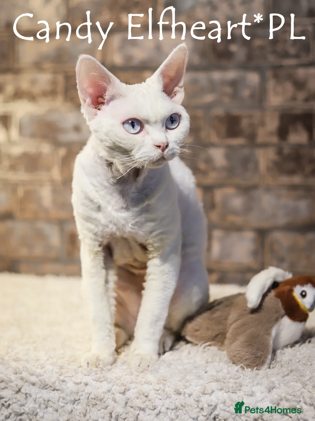 Devon Rex cats for stud: Stunning white boy with blue eyes for stud in Whitchurch - Advert 8