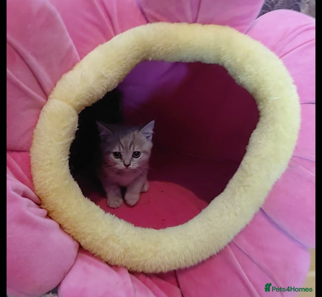 British Shorthair cats for sale: Beautiful pedigree british shorthair kittens - Image 6