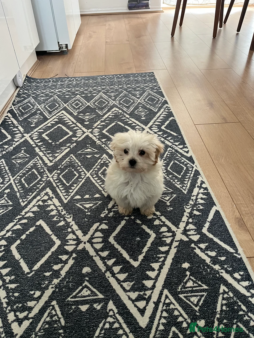 Cockapoo dogs for sale: Beautiful 11-Week Old Cockapoo Puppy  in Haverhill - Advert 1