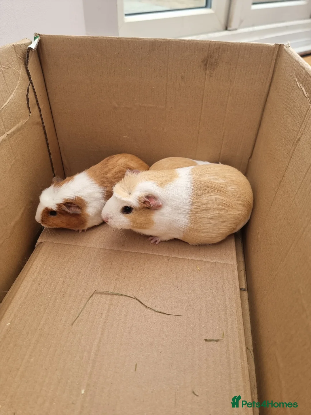 Guinea Pig rodents for sale: 6 Healthy Young Guineas for sale  - Advert 9