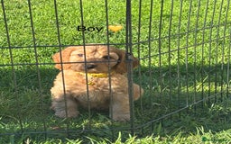 Cockapoo dogs for sale: F1 Cockapoo Puppies DNA hereditary clear - Image 9