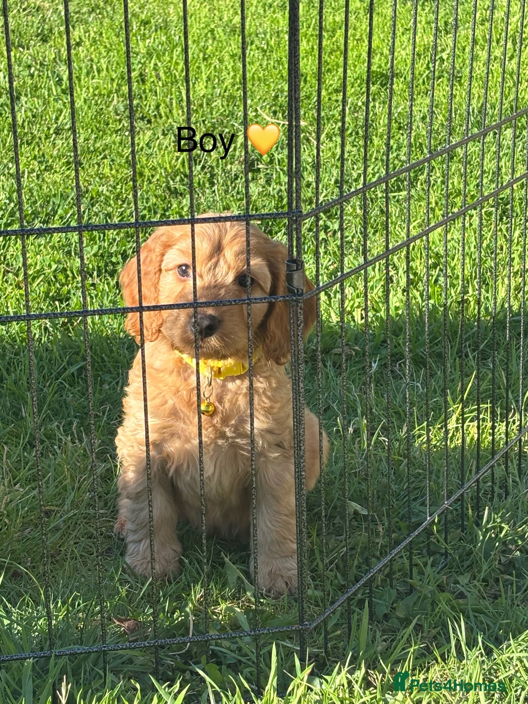 Cockapoo dogs for sale: F1 Cockapoo Puppies DNA hereditary clear - Image 9