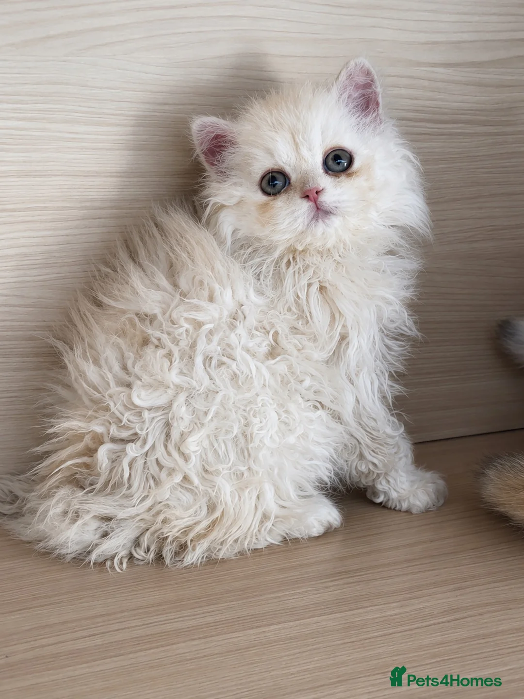 Selkirk Rex cats for sale: Gorgeous Selkirk Rex Kittens- Long Curly hair - Advert 6