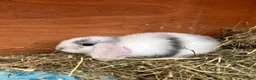 Mini Lop rabbits for sale: Pure Mini Lop babies  - Advert 3