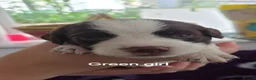 Sprocker dogs for sale: Beautiful littler of L&W sprocker puppies  in Lostwithiel - Advert 9