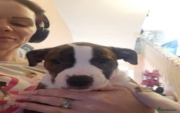 Staffordshire Bull Terrier dogs for sale: Staffordshire bull terrier puppy  - Image 12