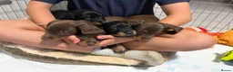 Miniature Dachshund dogs for sale: Miniature dachshund - Advert 22