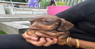 Miniature Dachshund dogs - Advert 5