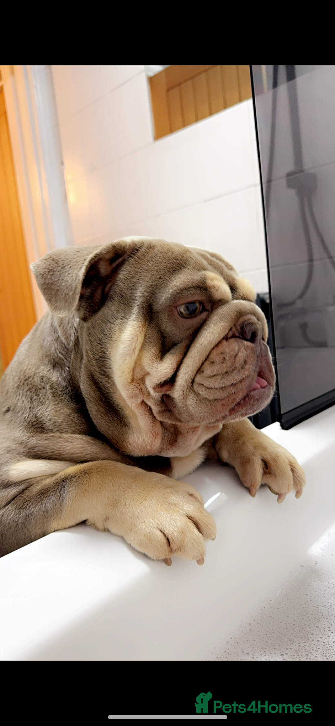 English Bulldog dogs for sale: English Bulldog for sale 👀 - Image 2