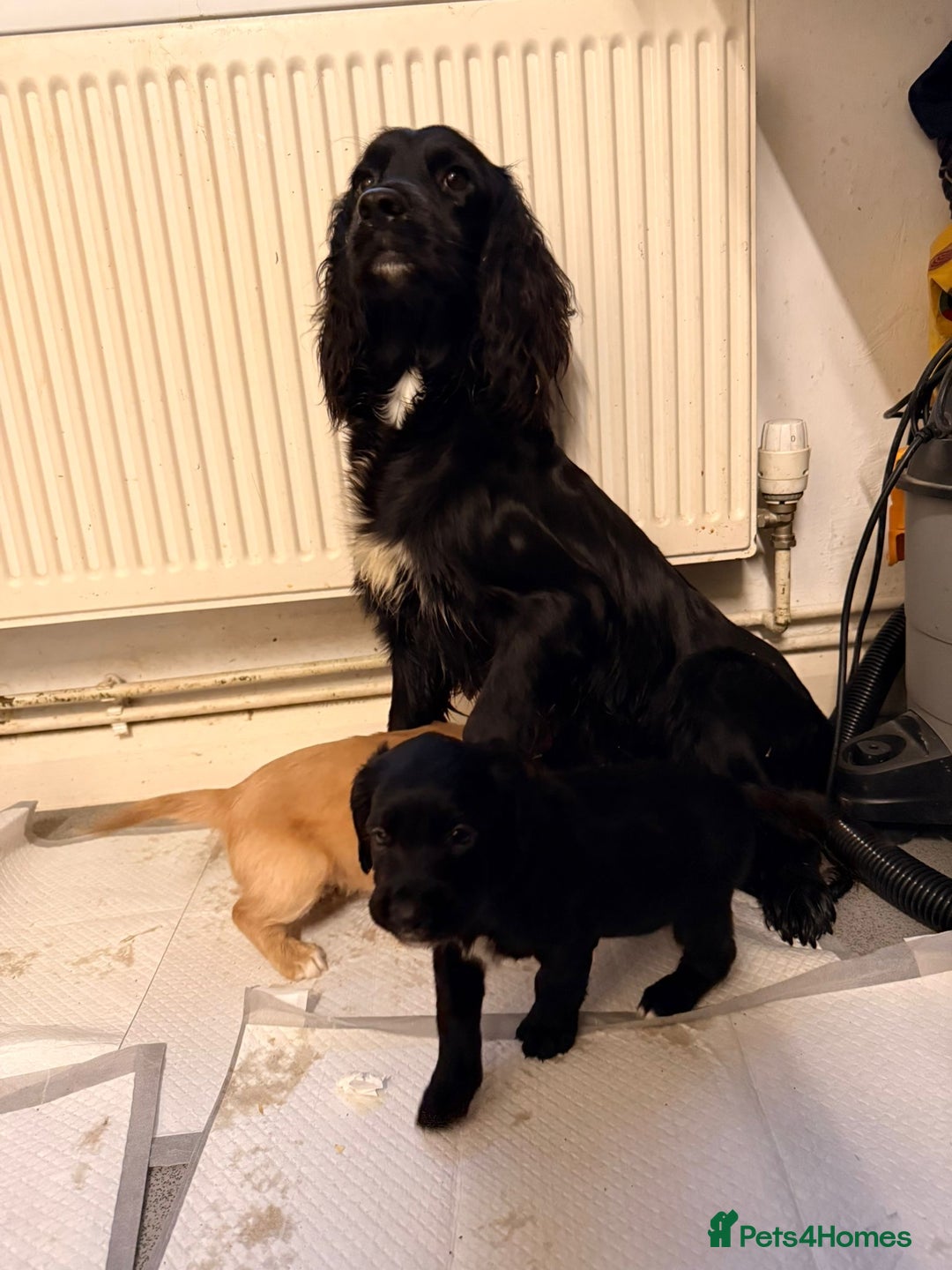 Cocker Spaniel dogs for sale: KC Registered Cocker Spaniel Puppies - Advert 12