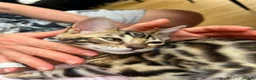 Bengal cats for sale: BENGAL BREED CLEAN in Orpington - Advert 7